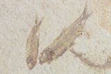Fossil Fish (Knightia) Plate- Wyoming #111238-2